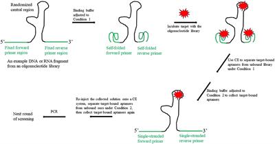 A New Design for the Fixed Primer Regions in an Oligonucleotide Library for SELEX Aptamer Screening